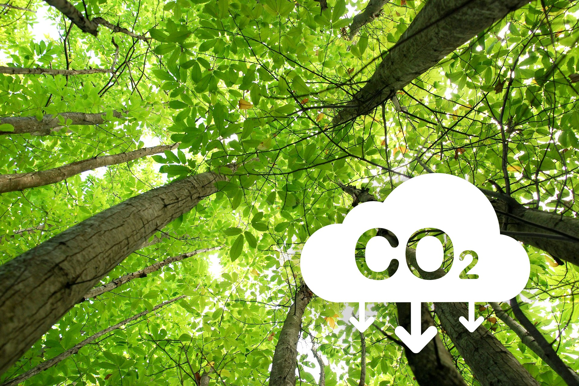 Understanding Our Baseline: The Comprehensive Carbon Footprint Assessment